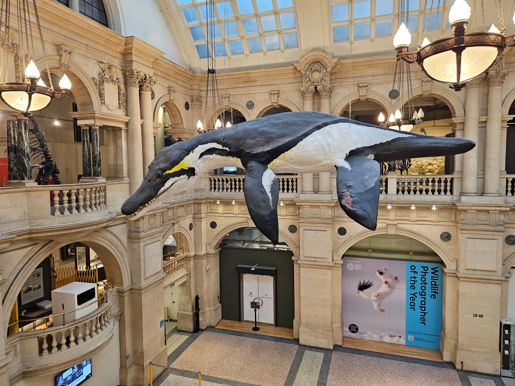 A Pliosaur reconstruction hanging in Bristol Museum.