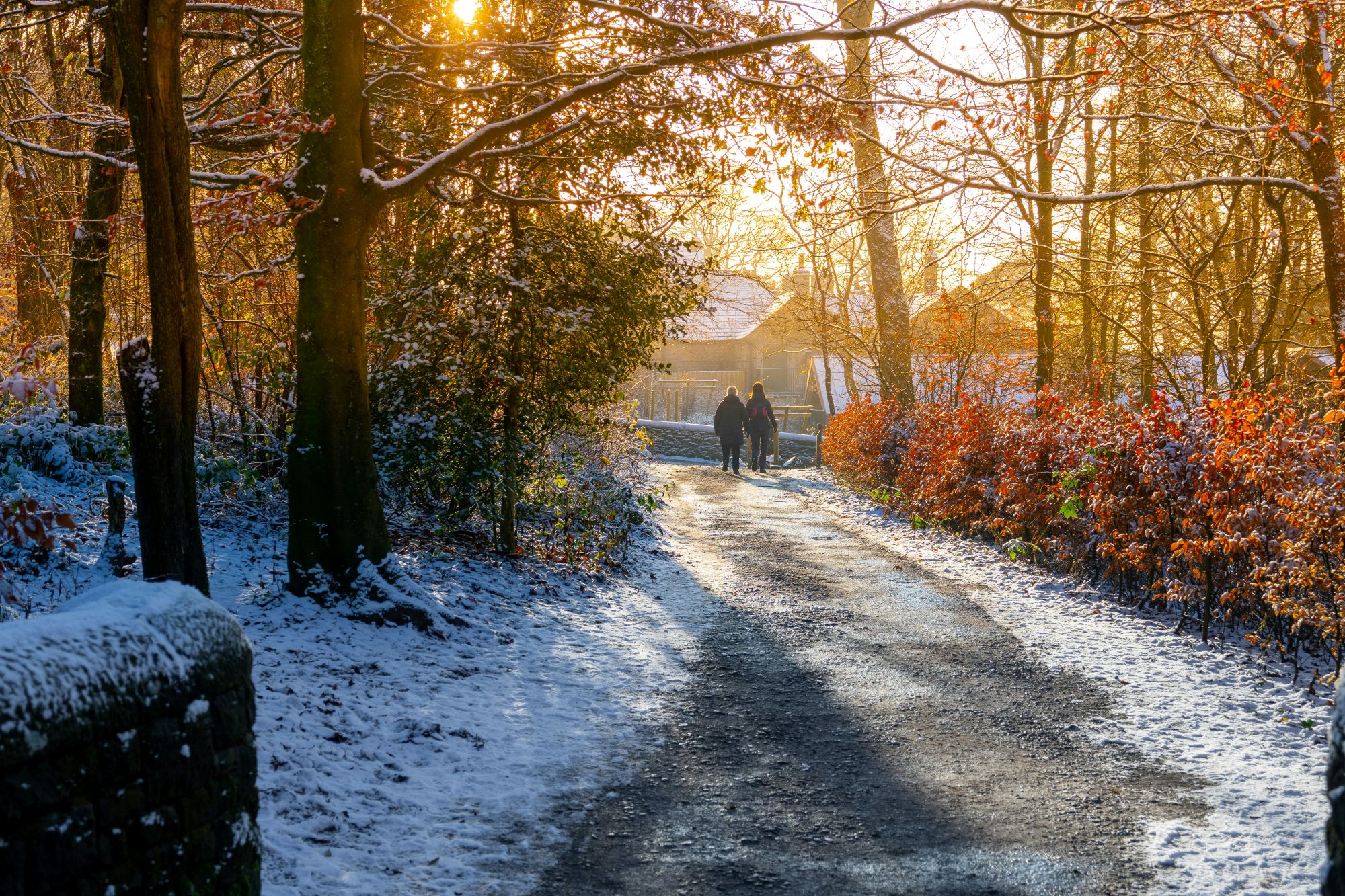 A couple walking through a snowy lane lined with trees.