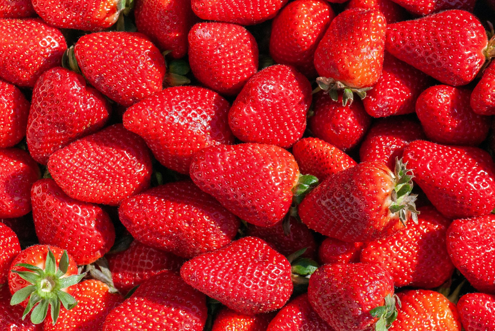 A pile of bright red fresh strawberries.