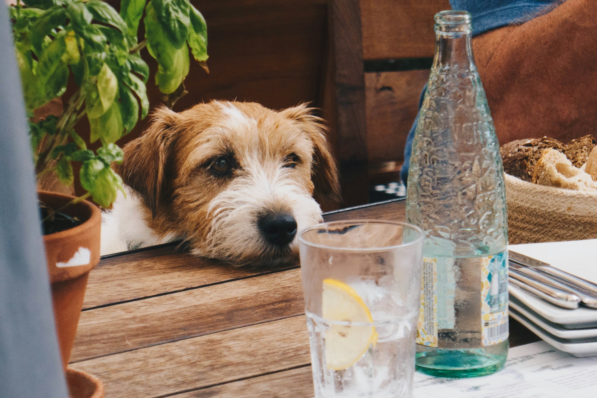 A dog rests its chin on a table looking at a glass bottle of water