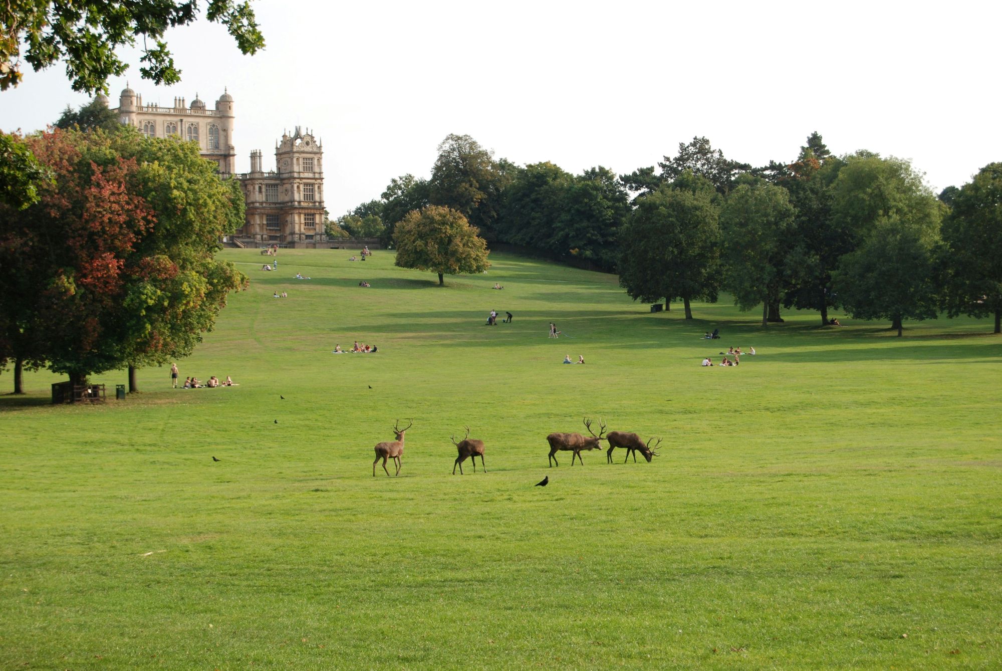 A small herd of deer walking across a broad, sunny lawn in Wollaton Park.