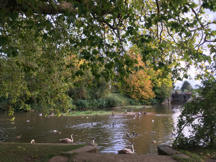 The River Tone in Taunton lined with autumn trees and swans on the water.