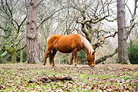 pony-new-forest-liam-charmer-resized