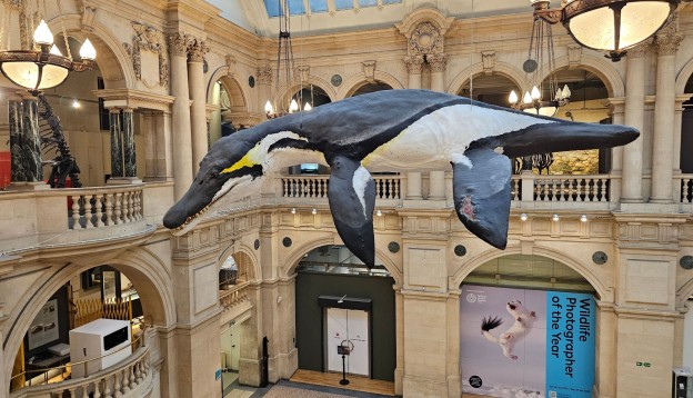 A Pliosaur reconstruction hanging in Bristol Museum.