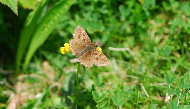 butterfly-on-flower