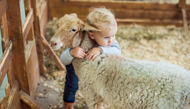 Child Hugs Sheep