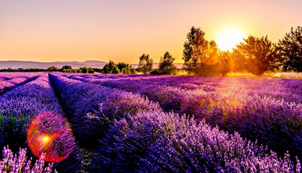 Leonard Cotte Lavender Field