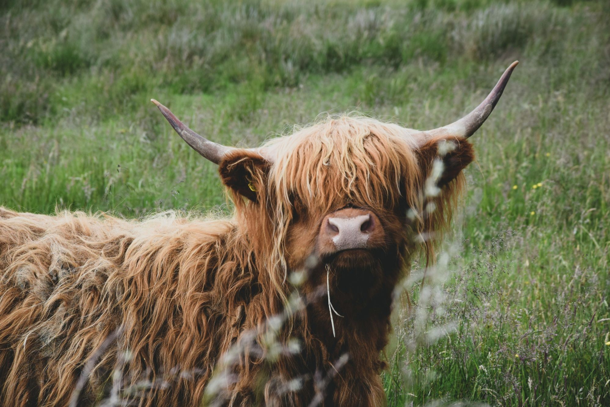 A Highland Cow in a meadow.