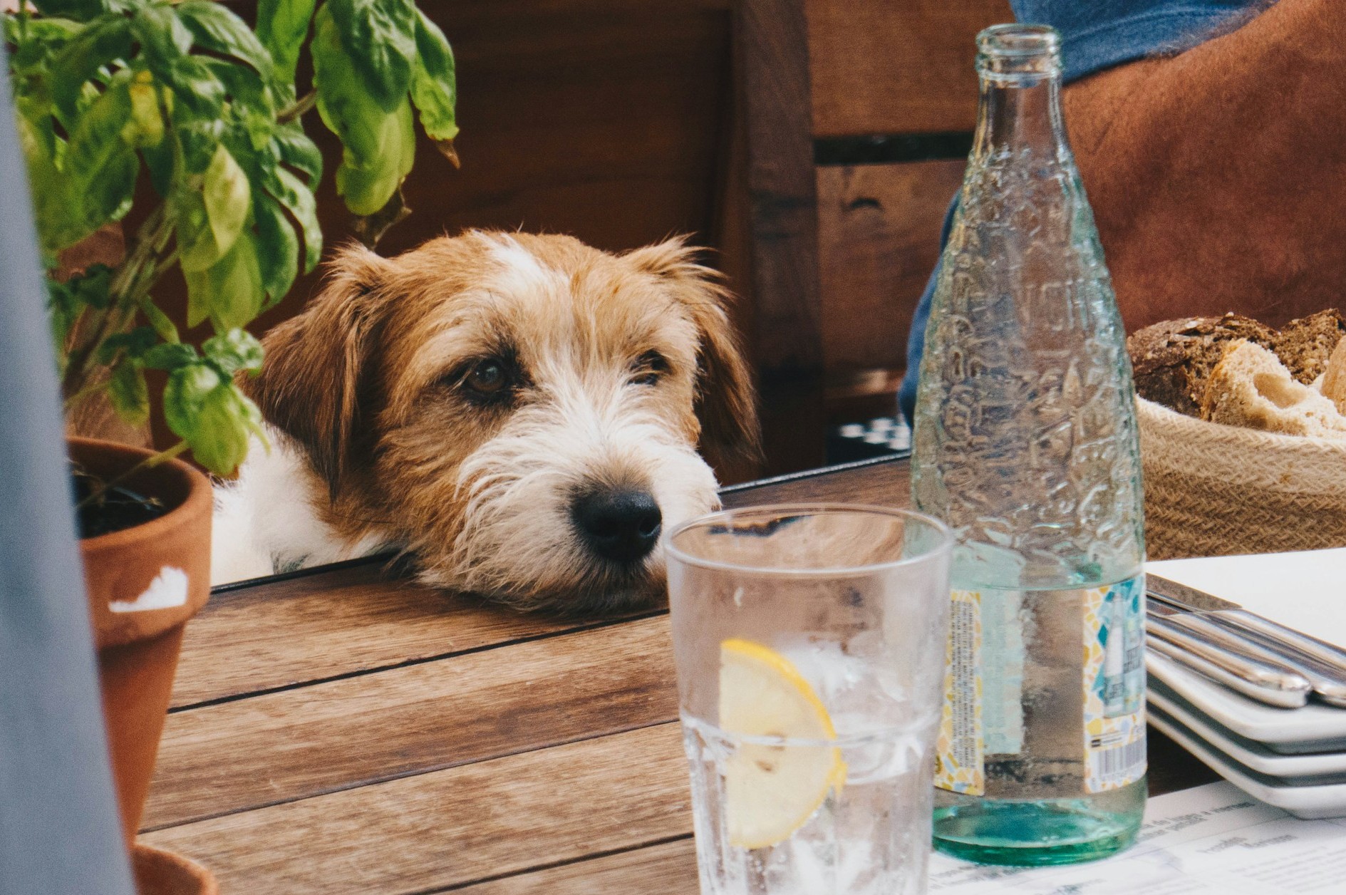A dog rests its chin on a table looking at a glass bottle of water