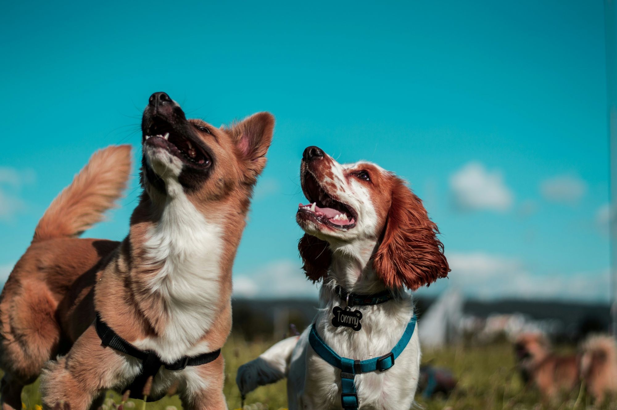 Two brown and white dogs looking upwards at something beyond the frame.