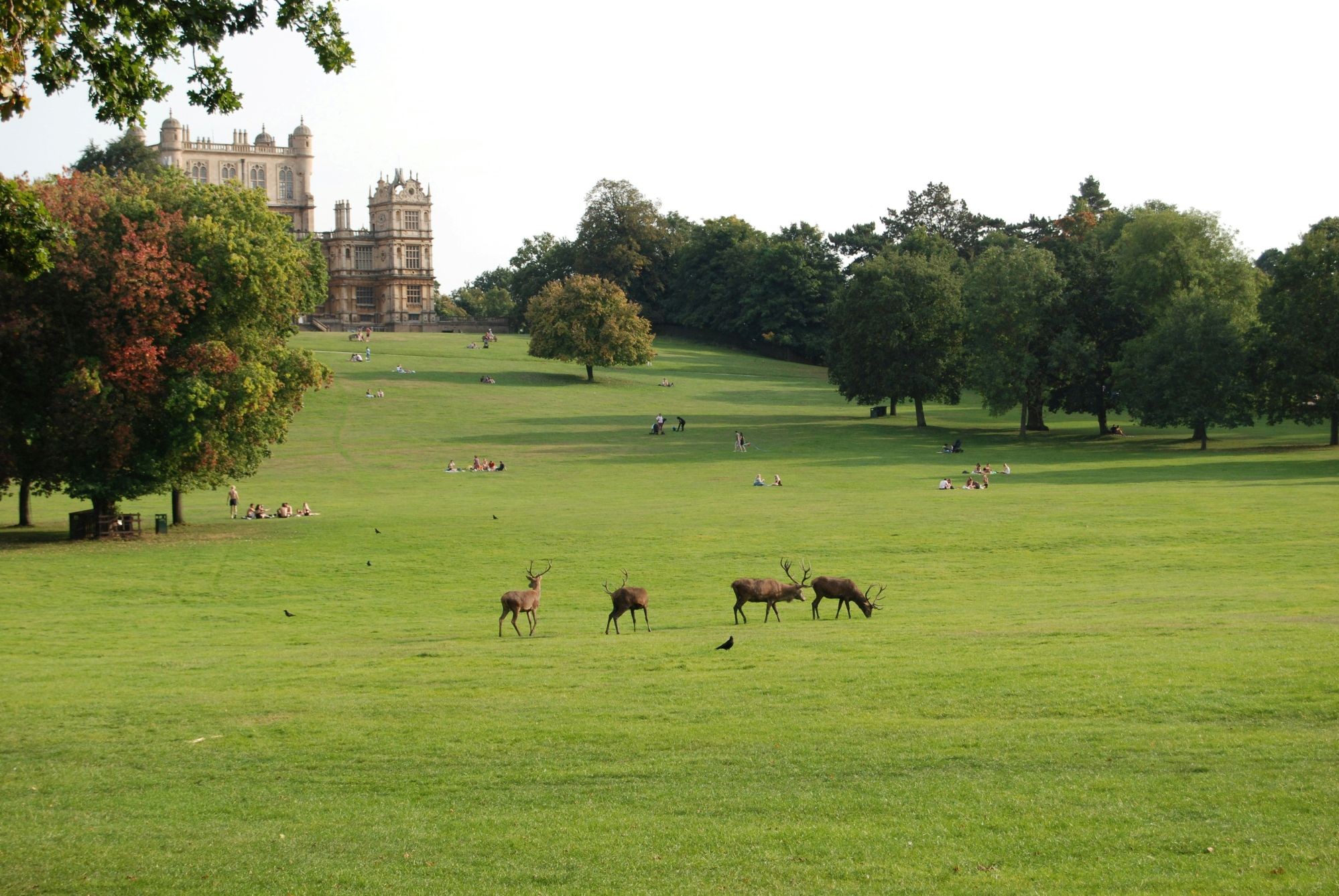 A small herd of deer walking across a broad, sunny lawn in Wollaton Park.