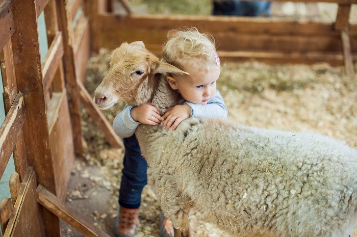 Child Hugs Sheep