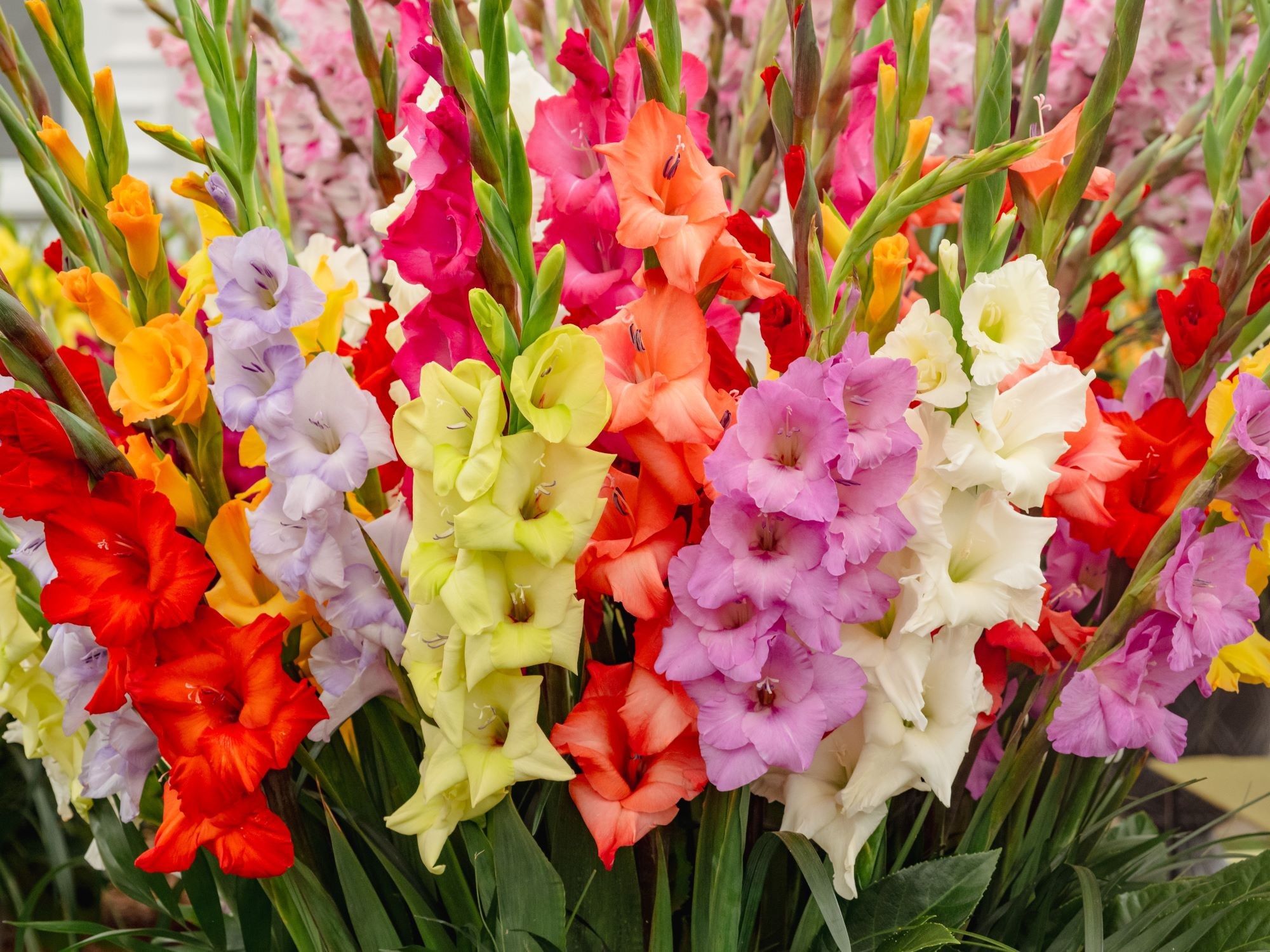 Gladioli Andrew Fletcher