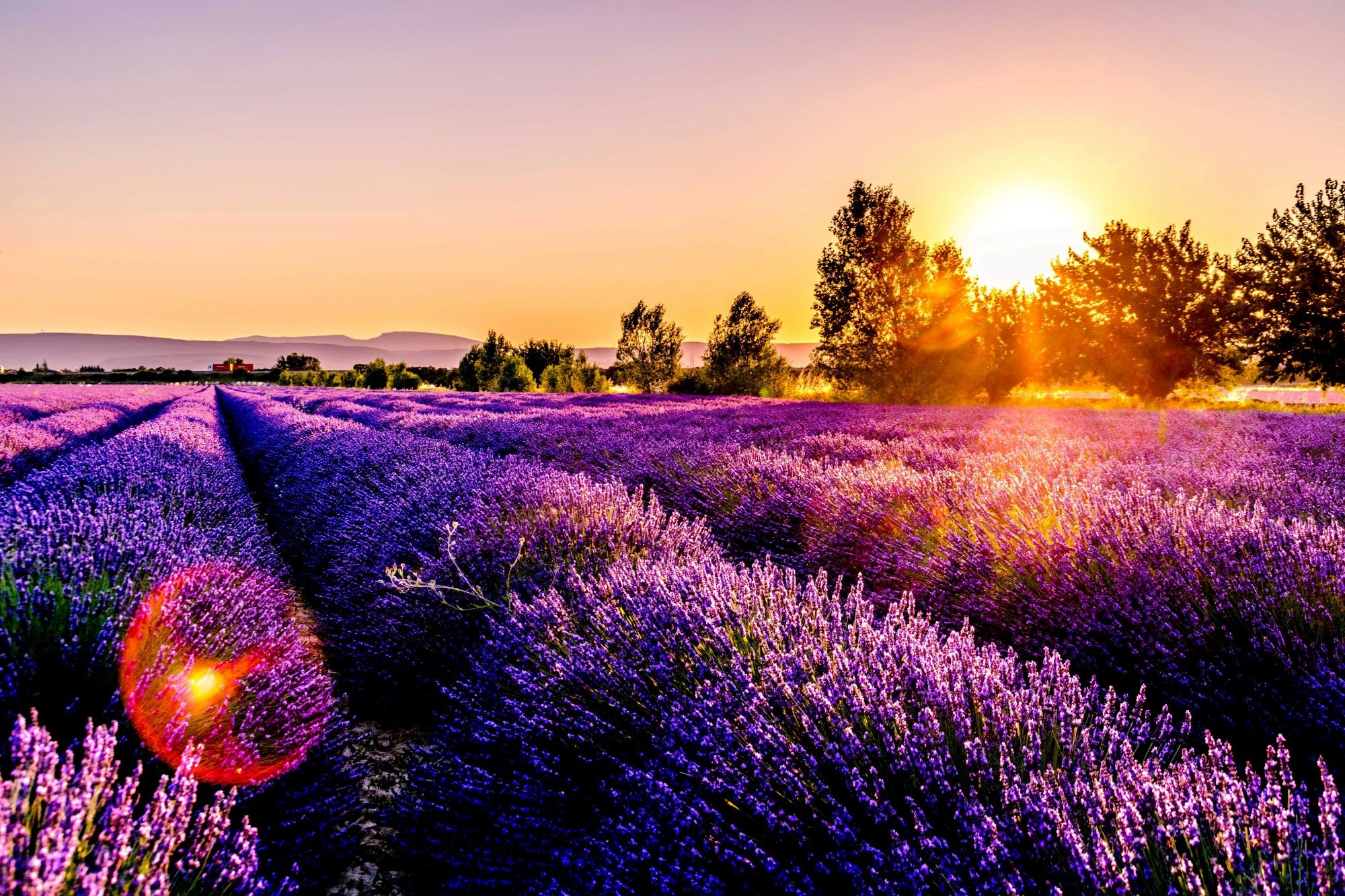 Leonard Cotte Lavender Field