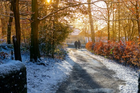 A couple walking through a snowy lane lined with trees.