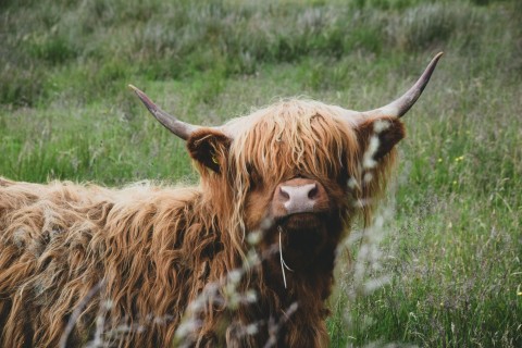 A Highland Cow in a meadow.