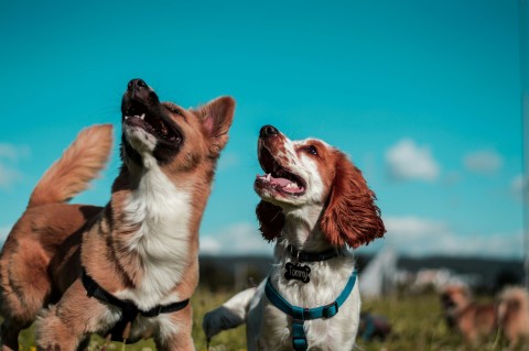 Two brown and white dogs looking upwards at something beyond the frame.