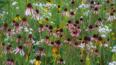 A field of flowers at Oxford Botanical Gardens