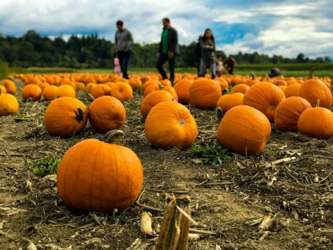 A field of pumpkins with a group of people walking through them.
