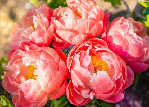 A bunch of pink peonies.