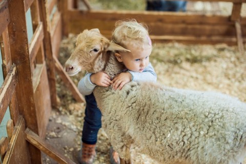 Child Hugs Sheep