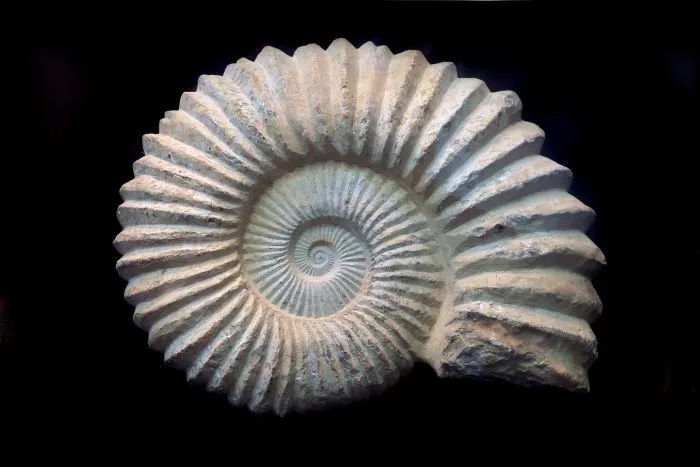 Alt: An ammonite fossil against a black background. 