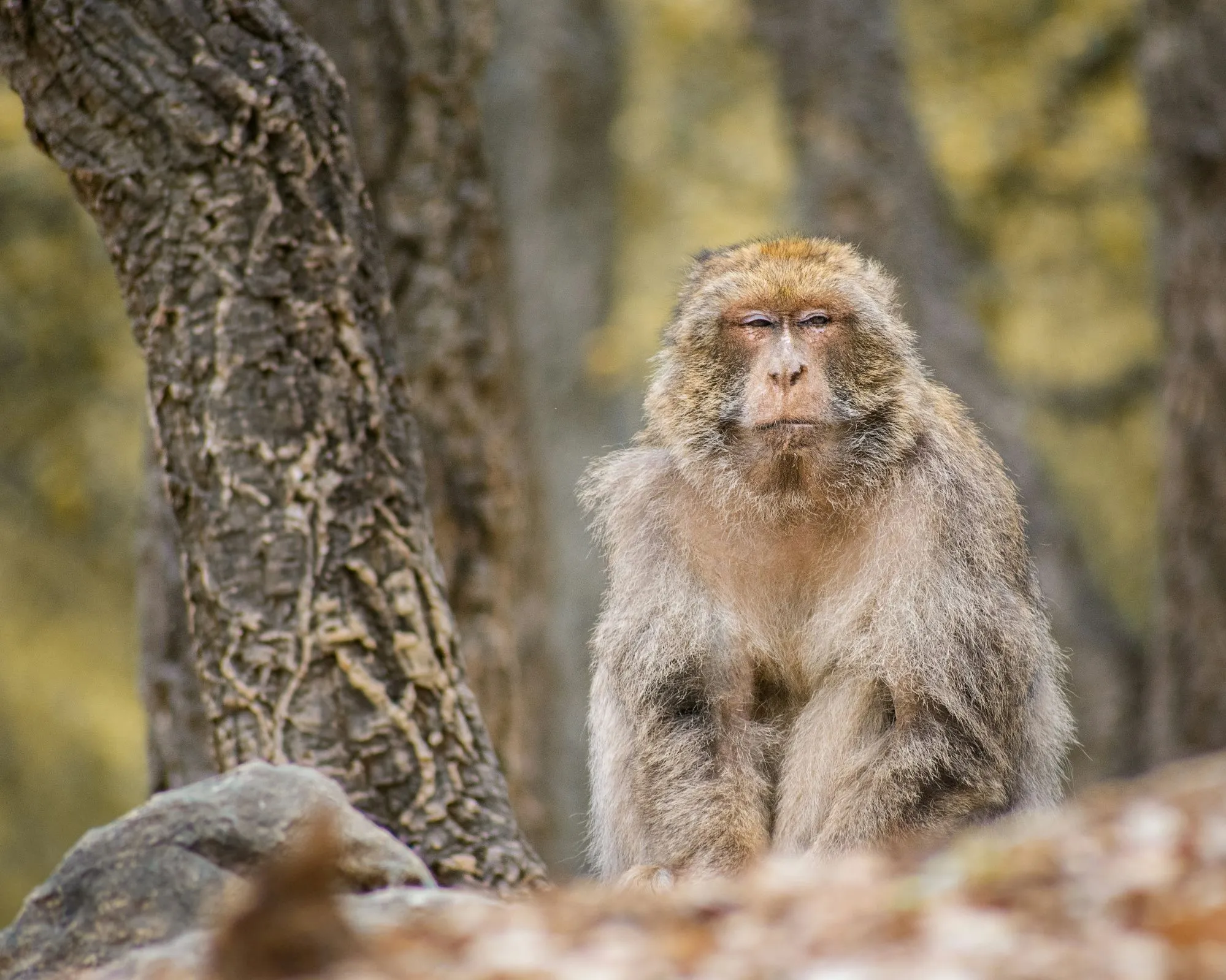 A Barbary Macaque sitting amongst trees in an autumnal setting.