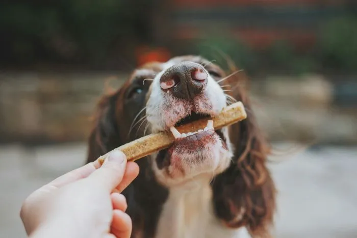 A dog being handed a chewy treat.