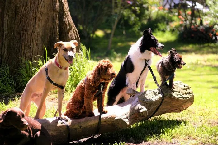 Four dogs sitting on a log at a park.