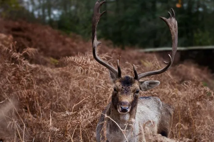 A deer at Dunham Massey.