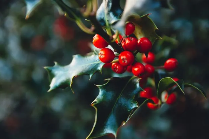 A holly leaf with red berries.