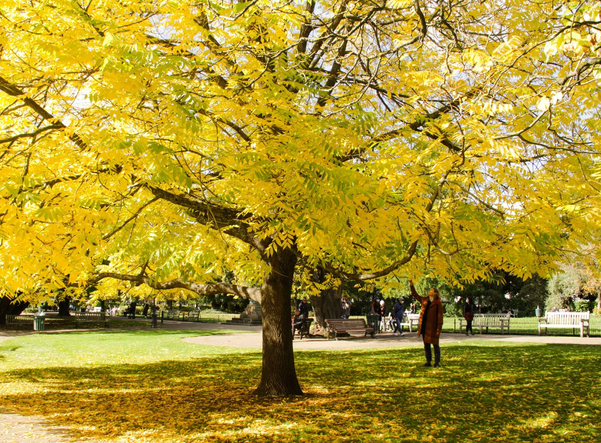 A large tree with golden-yellow leaves in Jephson Gardens.