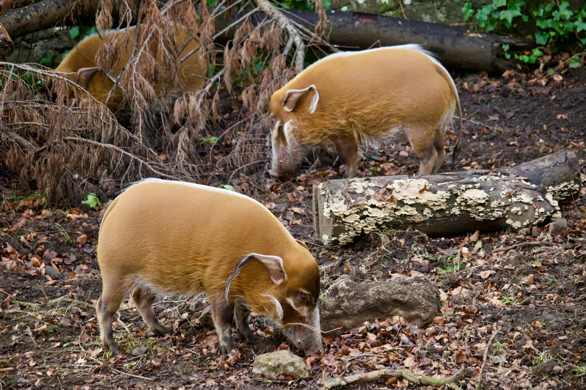 Two red river hogs foraging on the ground in an enclosure.