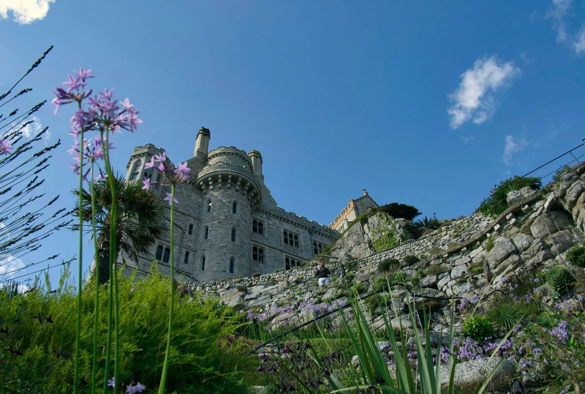 Low-angle view of St Michael's Mount castle with purple agapanthus flowers in the foreground.