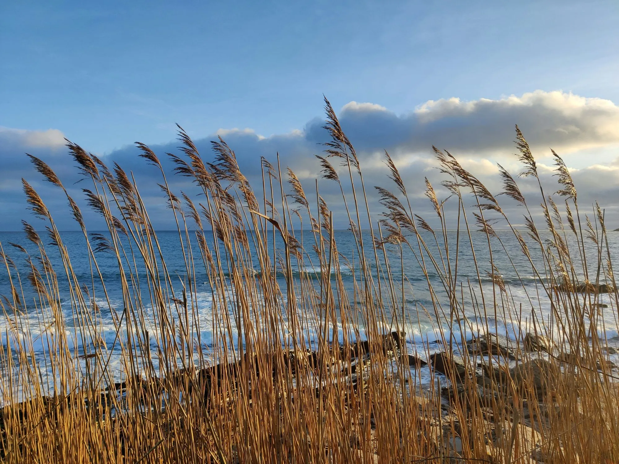 Reeds at Wembury Beach.